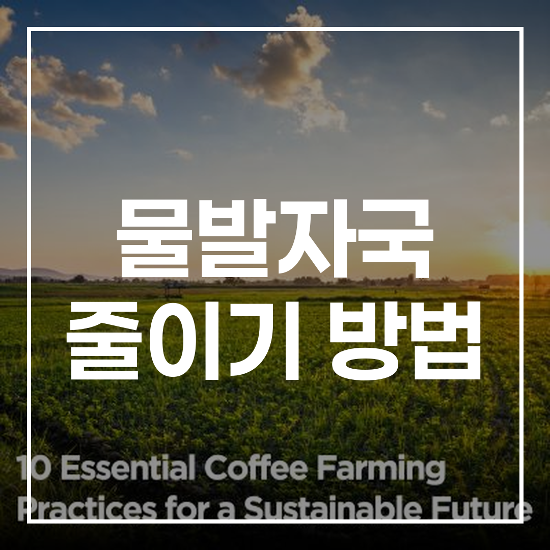 커피 농장에서 지속 가능한 미래를 위한 물 발자국 감소 및 실용적인 물 절약 방법을 설명하는 이미지