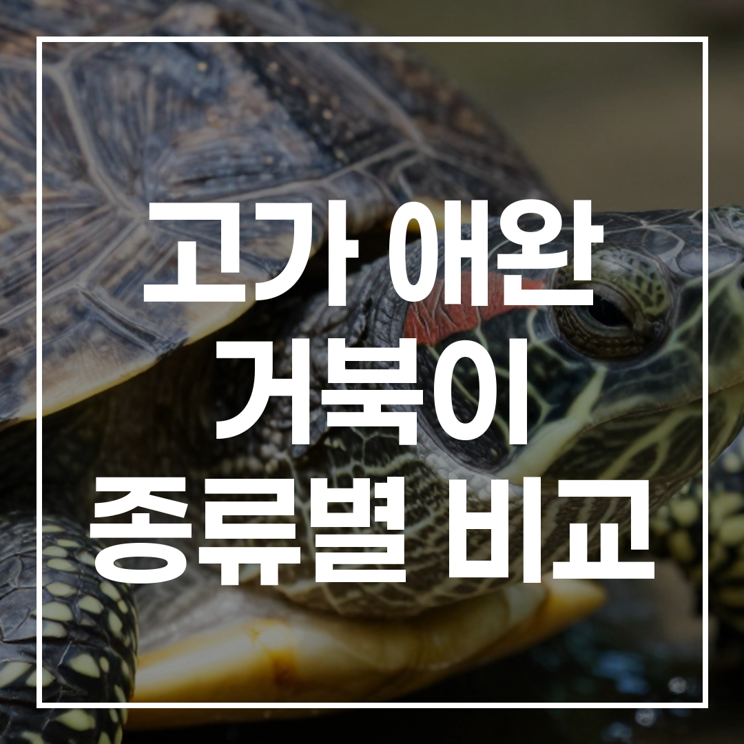 궁극의 가이드: 고가 애완 거북이 종류별 비교 블로그 썸네일